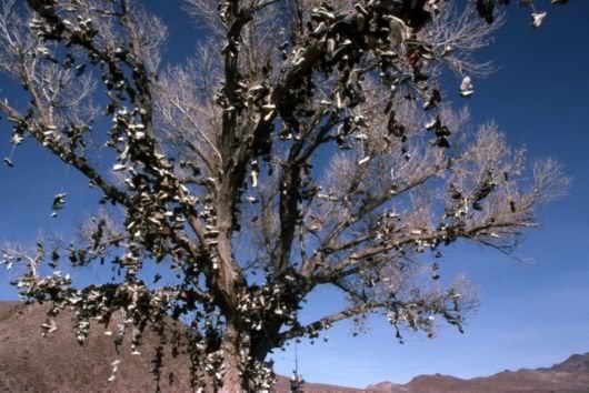 Unusual Shoe Tree in America