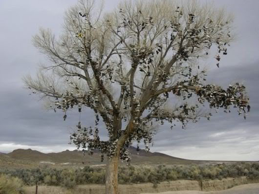 Unusual Shoe Tree in America