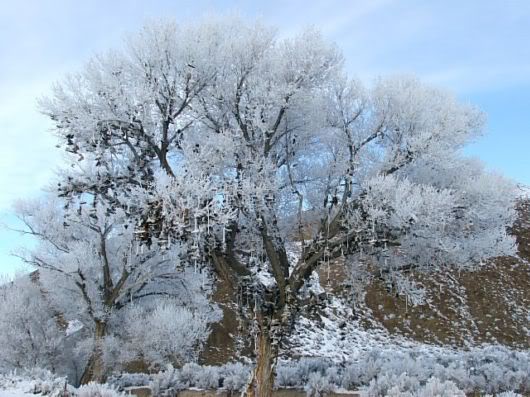 Unusual Shoe Tree in America