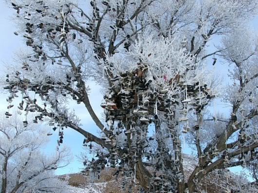 Unusual Shoe Tree in America