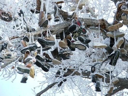 Unusual Shoe Tree in America