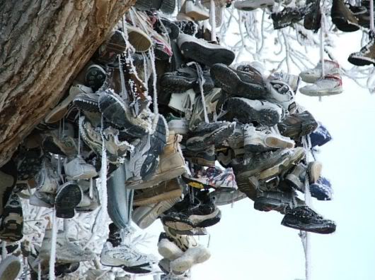 Unusual Shoe Tree in America